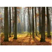 Artgeist Autumn trees fototapetti