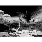 Artgeist Grand Canyon puu fototapetti
