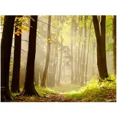 Artgeist Mysterious forest path fototapetti