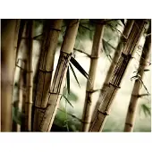 Artgeist Fog and bamboo forest fototapetti