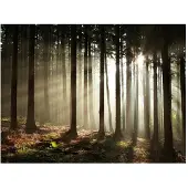 Artgeist Havumetsää fototapetti