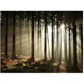 Artgeist Havumetsää fototapetti