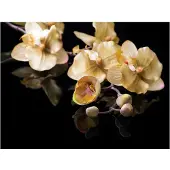 Artgeist Orchids in ecru color fototapetti
