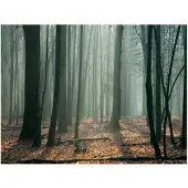 Artgeist Witches' forest fototapetti