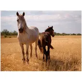 Artgeist Horse and foal fototapetti