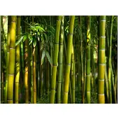 Artgeist Asian Bamboo Forest fototapetti