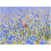 Artgeist Taivas värinen niitty - cornflowers fototapetti