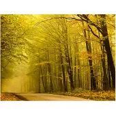Artgeist Road syksyllä metsässä fototapetti