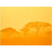 Artgeist Orange savanna fototapetti