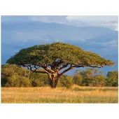 Artgeist Afrikkalainen akaasia puu, Hwange National Park, Zimbabwe fototapetti