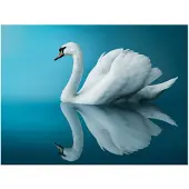 Artgeist swan - reflection fototapetti