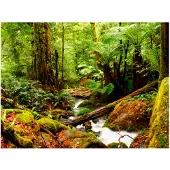 Artgeist Rainforest fototapetti