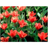 Artgeist Painted flowers fototapetti