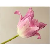 Artgeist Pink tulip fototapetti