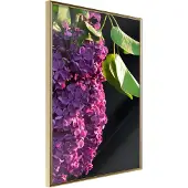Artgeist Violet May juliste