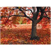Artgeist Tree syksyllä fototapetti