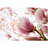 Artgeist Pink Magnolia fototapetti