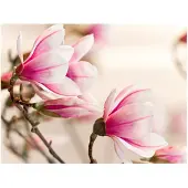 Artgeist Branch of magnolia tree fototapetti