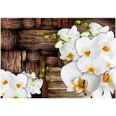 Kärkkäinen Artgeist Blooming Orchids fototapetti