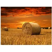 Artgeist Fields of gold fototapetti