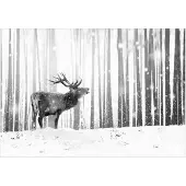 Kärkkäinen Artgeist Deer in the Snow (Black and White) fototapetti