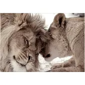 Kärkkäinen Artgeist Lion Tenderness (Sepia) fototapetti