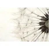 Artgeist White Dandelion fototapetti