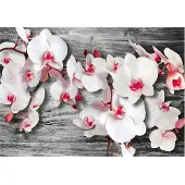 Artgeist Callous Orchids fototapetti