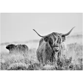 Kärkkäinen Artgeist Highland Cattle itseliimautuva fototapetti