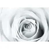 Kärkkäinen Artgeist Rose Charade fototapetti