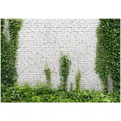 Kärkkäinen Artgeist Creeping Ivy fototapetti