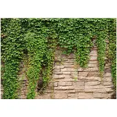 Kärkkäinen Artgeist Ivy Wall fototapetti