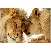 Kärkkäinen Artgeist Lion Tenderness itseliimautuva fototapetti