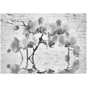 Kärkkäinen Artgeist Orchid In Shades Of Gray fototapetti