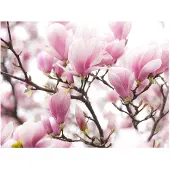 Artgeist Magnolia bloosom fototapetti
