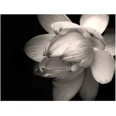 Artgeist Lotus flower fototapetti
