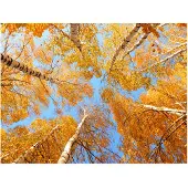 Artgeist Syksyinen Treetops fototapetti