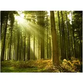 Artgeist Mäntymetsä fototapetti