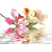 Artgeist Trooppiset kukat - orkidea puu (Bauhinia) fototapetti