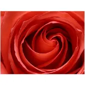 Artgeist Awakening of the Rose fototapetti