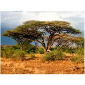 Artgeist Samburu National Reserve, Kenia fototapetti