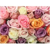 Artgeist Pastel roses fototapetti