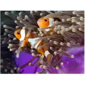 Artgeist Clownfish fototapetti