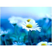 Artgeist Daisy sinisellä niitty fototapetti