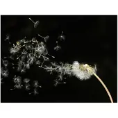 Artgeist Dandelion siementen kuljettaa tuulen fototapetti