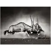 Artgeist Gemsbok taistelu fototapetti
