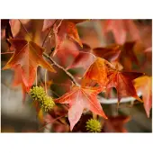 Artgeist Chestnut fototapetti