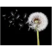 Artgeist Wind and dandelion fototapetti