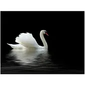 Artgeist swan (black and white) fototapetti