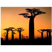 Artgeist Afrikkalainen Apinanleipäpuut fototapetti